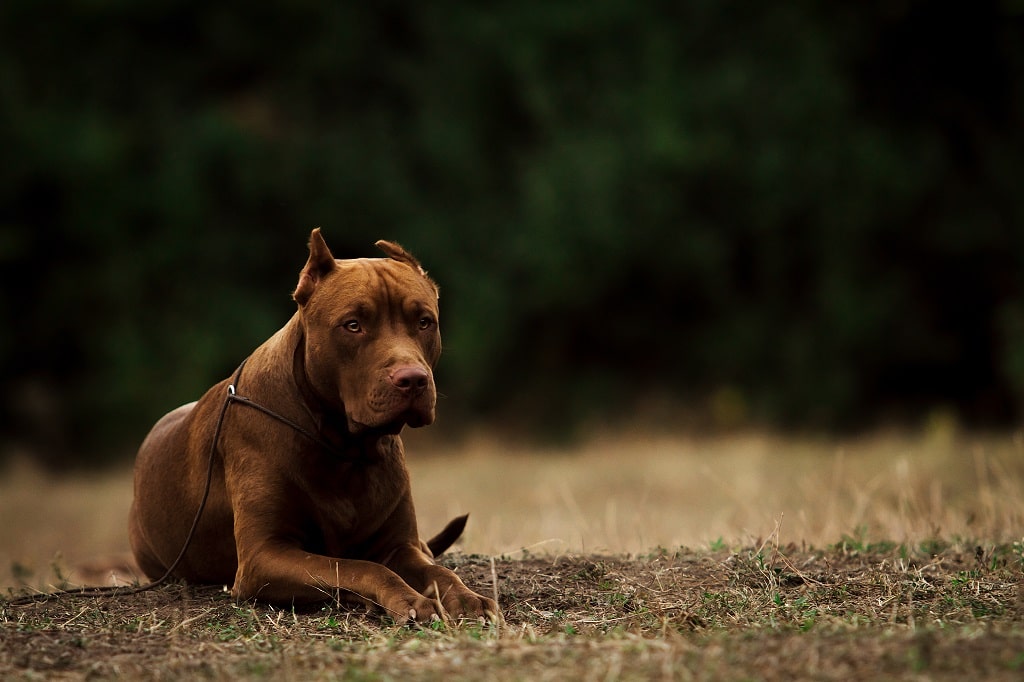 Can You Sue for a Dog Bite in Washington? Lehmbecker Law Firm